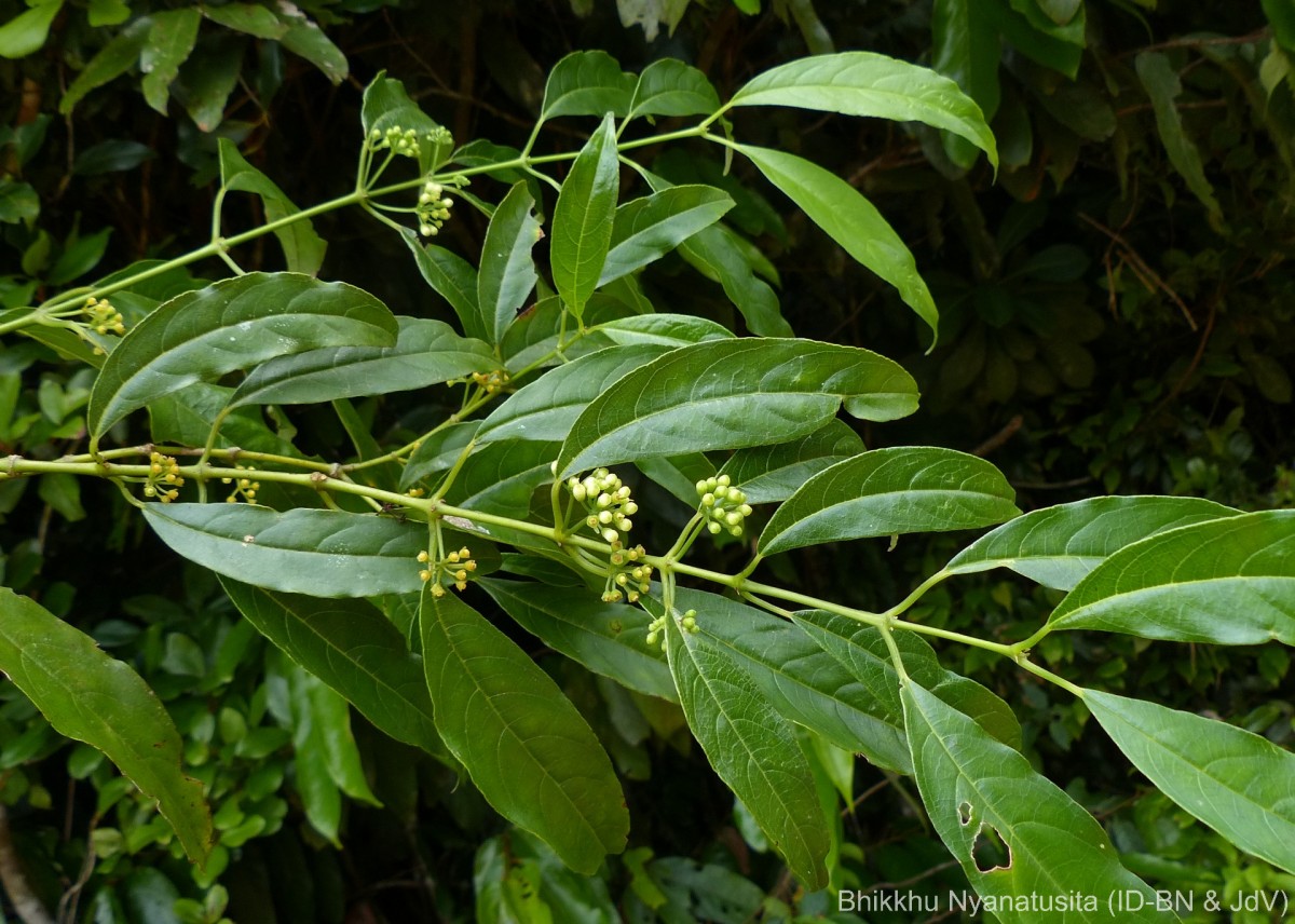 Urophyllum ceylanicum (Wight) Thwaites